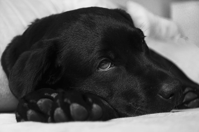 DA Direkt Hundekrankenversicherung: Ist der Liebling gut geschützt?